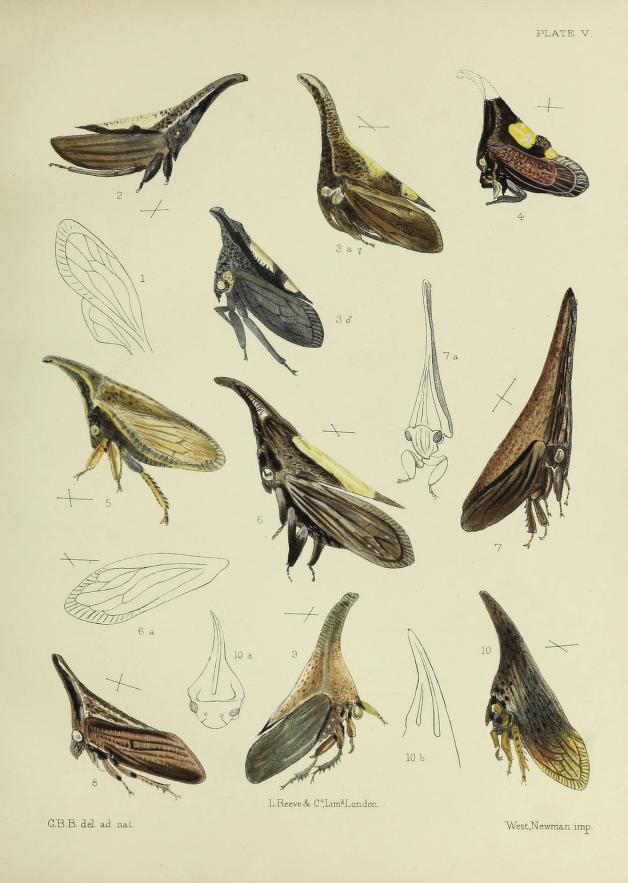 scientific illustrations of treehoppers
